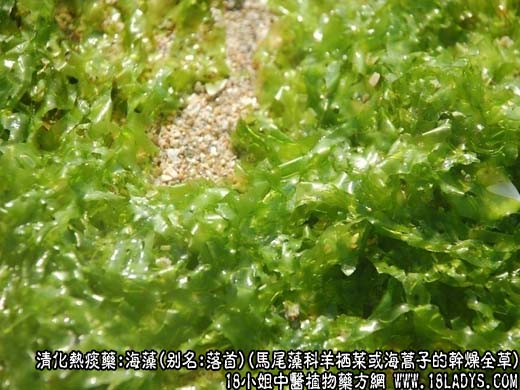 海藻图片_海藻的功效与作用