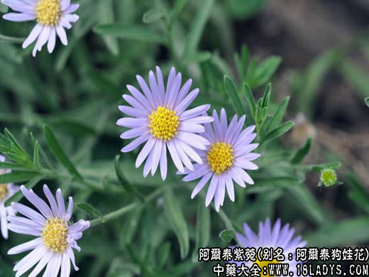 阿尔泰紫菀图片_阿尔泰紫菀的功效与作用