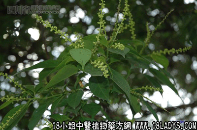 大叶双眼龙(中药材植物名:巴豆)(植物科目:大戟科)