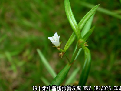 白花蛇舌草(中药材植物名:白花蛇舌草)(科目:茜草科)