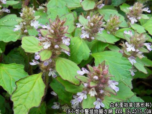 白毛夏枯草(筋骨草)【唇形科】