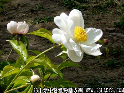 中药大全：白芍药