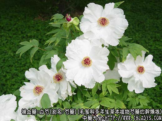 白芍图片