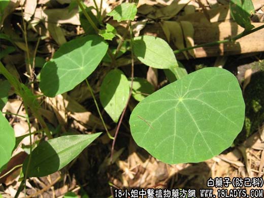 白药子(金线吊乌龟)【防己科】