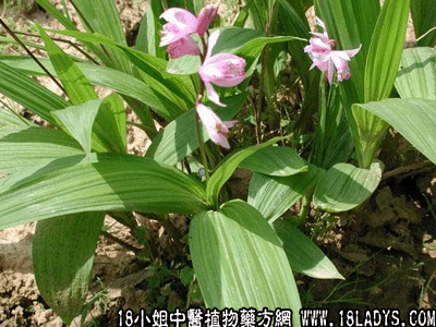 射干(中药材植物名:射干)(植物科目:鸢尾科)