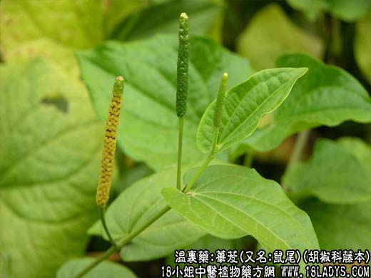 荜茇(胡椒科藤本)_荜茇的功效与作用