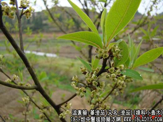 中药大全：荜澄茄