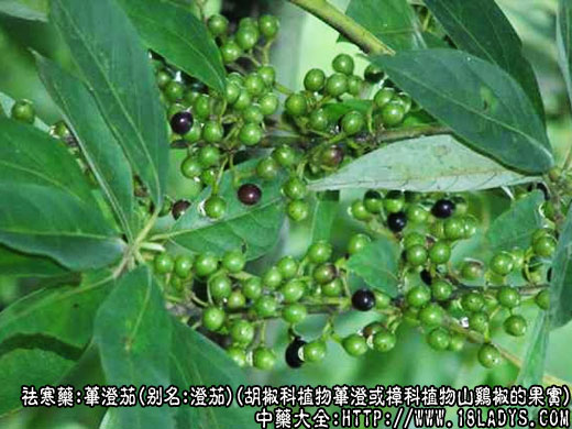 荜澄茄