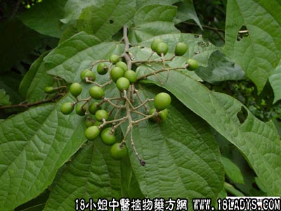 布渣叶(中药材植物名:破布叶)(植物科目:椴树科)