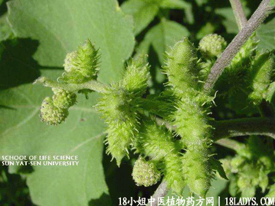 苍耳草(中药材植物名:苔耳)(植物科目:菊科)