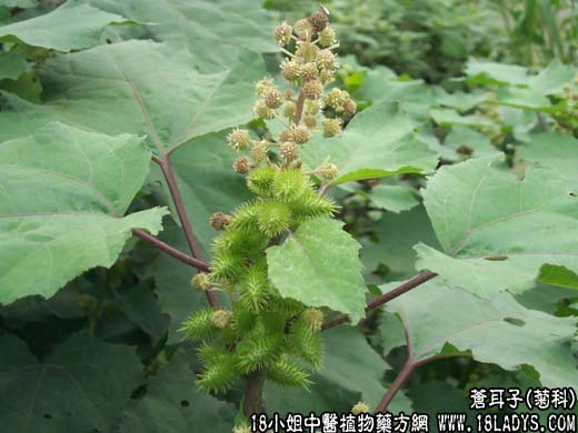 苍耳子(牛虱子)【菊科】