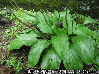 车前草(中药材植物名:车前)(植物科目:车前科)