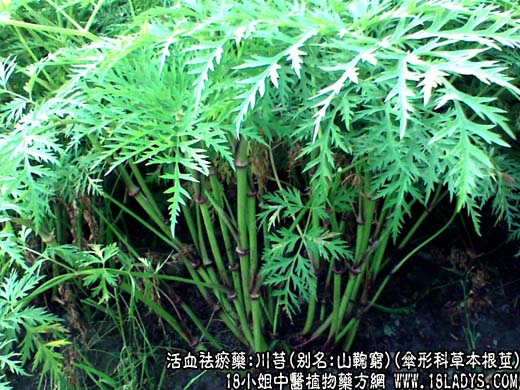 中草药名称：川芎