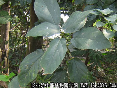 牛奶树叶(中药材植物名:粗叶榕)(植物科目:桑科)