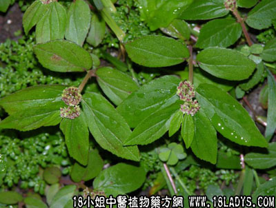 大飞扬草(中药材植物名:飞扬草)(植物科目:大戟科)