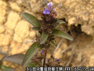 大头陈(中药材植物名:球花毛麝香)(植物科目:玄参