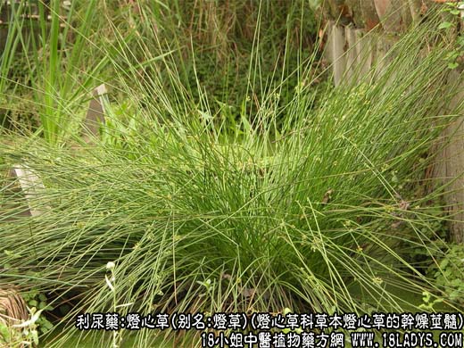 灯心草图片