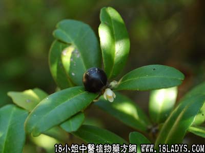 中药大全：东风桔