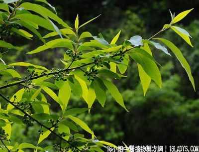 豆豉羌(中草药名称:山鸡椒)(科目:樟科)