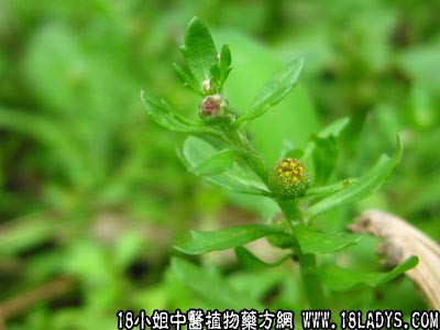 鹅不食(中药材植物名:石胡荽)(植物科目:菊科)