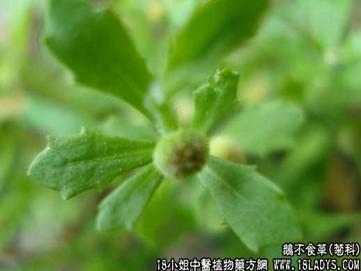 鹅不食草(石胡荽)【菊科】