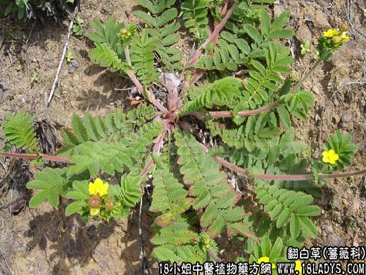 翻白草(鸡腿苗)【蔷薇科】