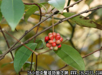 风沙藤(中草药名称:南五味子)(科目:五味子科)