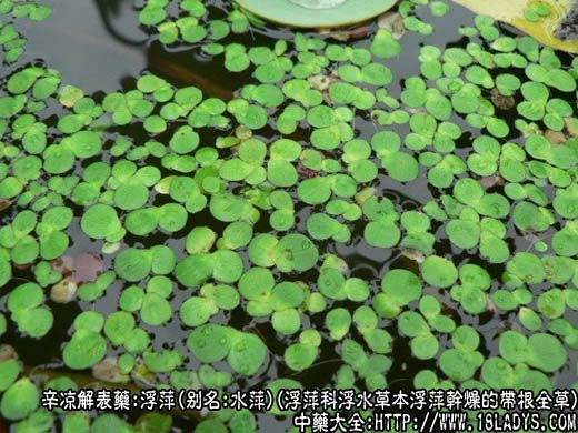 浮萍图片