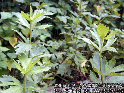 附子(又名:黑顺片)(毛茛科草本)