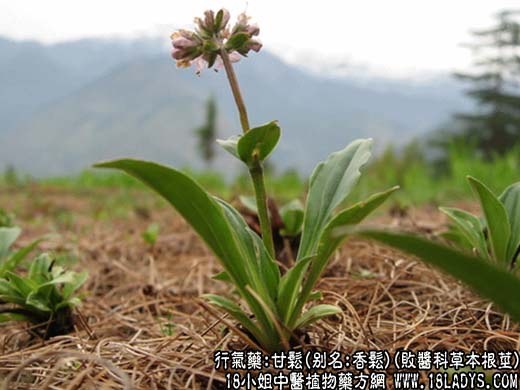 甘松(败酱科草本根茎)_甘松的功效与作用