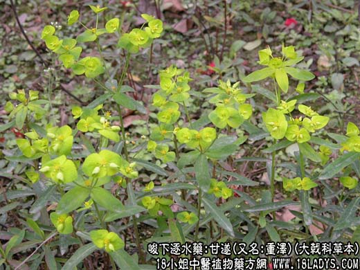 甘遂(又名:重泽)(大戟科草本)