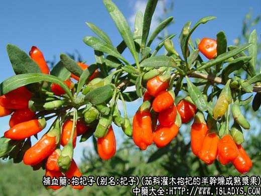 枸杞子图片