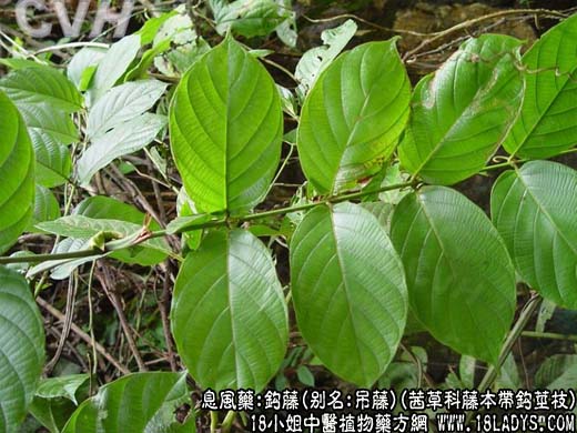 钩藤(茜草科藤本带钩茎枝)_钩藤的功效与作用