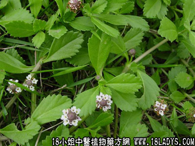 水甴曱草(中药材植物名:过江藤)(植物科目:马鞭草科)