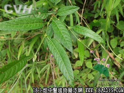 海金沙藤(中药材植物名:柳叶海金沙)(植物科目:海金沙科)