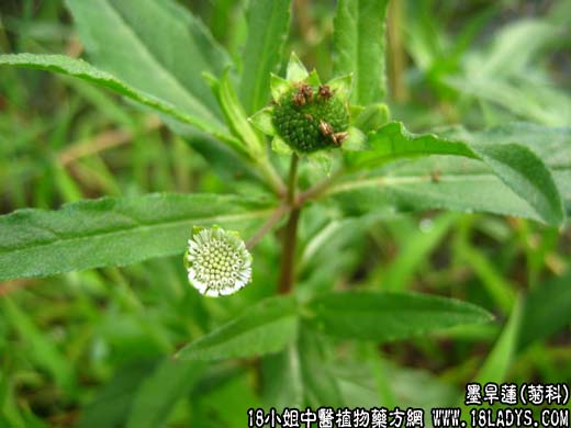 墨旱莲(旱莲草)【菊科】