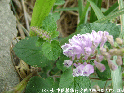 韩信草(中药材植物名:韩信草)(植物科目:唇形科)