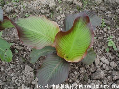 九爪芋(中药材植物名:旱芋)(植物科目:天南星科)