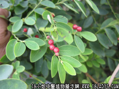 黑面神(中药材植物名:黑面神)(植物科目:大戟科)