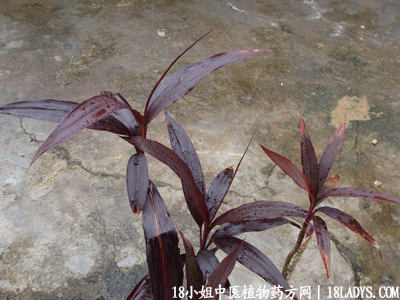 红铁树(中药材植物名:铁树)(植物科目:龙舌兰科)