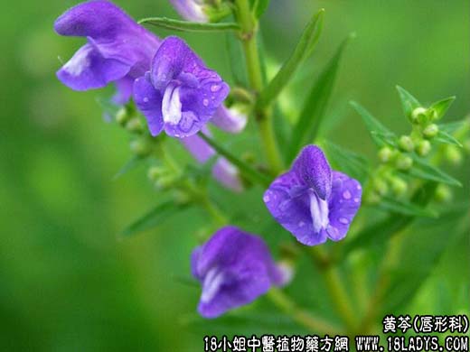 黄芩(山茶根)【唇形科】