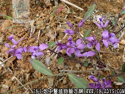 黄瓜仁草(中药材植物名:瓜子金)(植物科目:远志科)