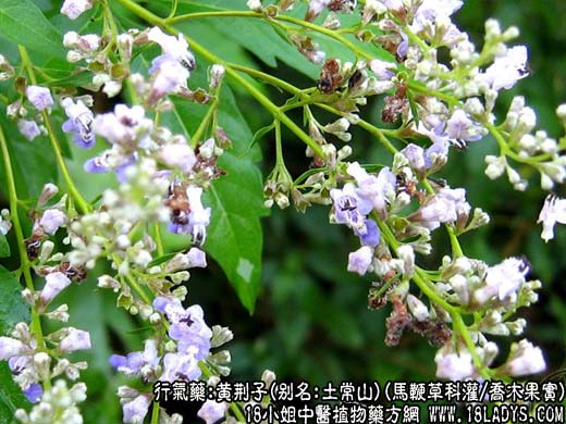 黄荆子(马鞭草科灌/乔木果实)_黄荆子的功效与作用