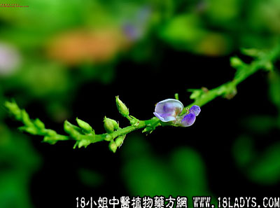 中药大全：葫芦茶