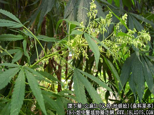 火麻仁(又名:地蜈蚣)(桑科草本)