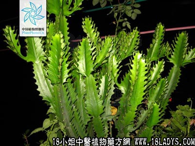 火殃勒(中药材植物名:火殃勒)(植物科目:大戟科)