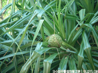 路兜簕(中药材植物名:路兜树)(植物科目:路兜树科)