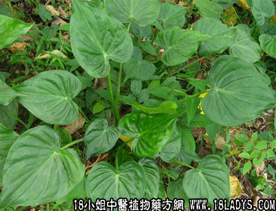 尖尾痕芋头(中药材植物名:假海芋)(植物科目:天南星科)