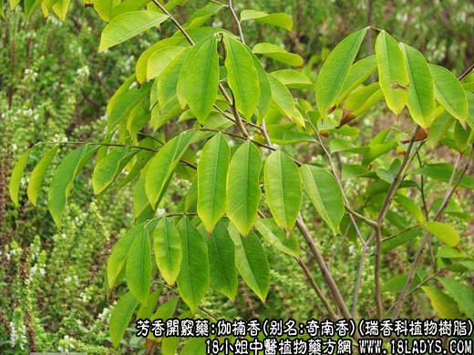 伽楠香(瑞香科植物树脂)_伽楠香的功效与作用