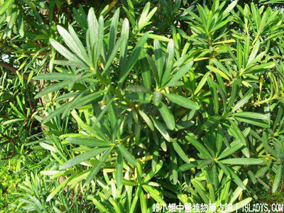 江南柏(中药材植物名:罗汉松)(植物科目:罗汉松科)